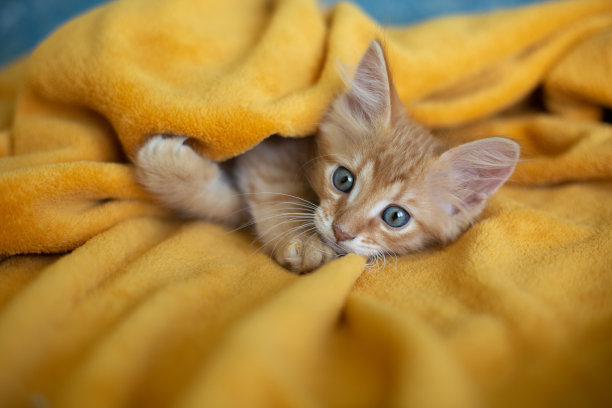 那只猫躺在黄色格子里。秋天的季节。图片下载