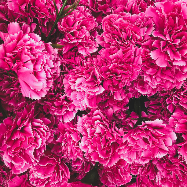 粉红色花的背景图片下载