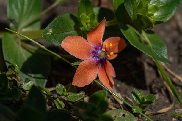 春天的花朵图片下载