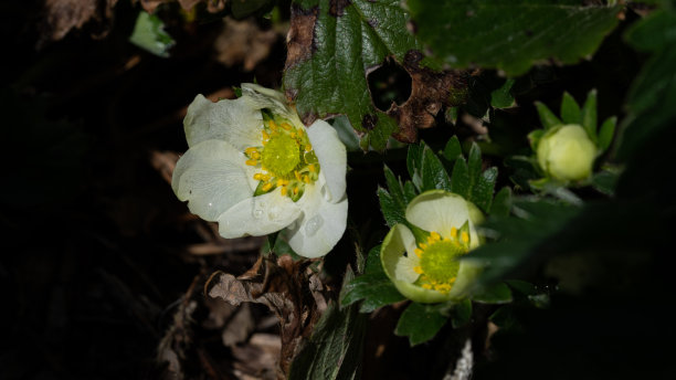 春天的花朵图片下载