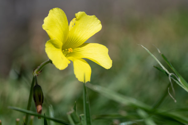 春天的花朵图片下载