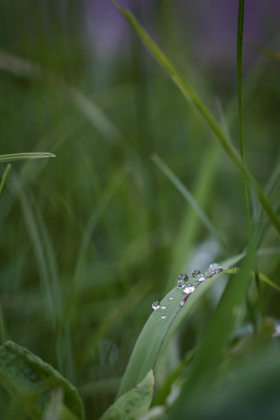 草地上的露珠自然背景与复制空间草坪上很漂亮。图片下载
