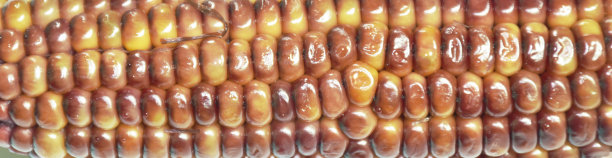 白底上煮咸的黑玉米种子图片下载