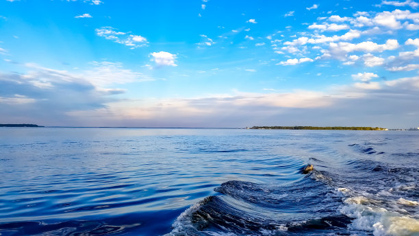 海豚透过尾流向上张望图片下载