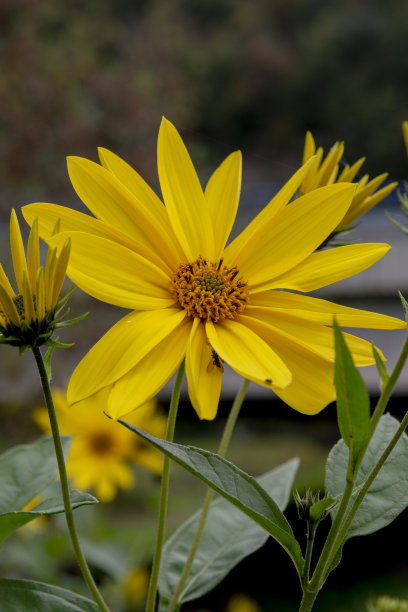 菊芋(菊芋属)的黄花。开花的太阳根，太阳蓟，野生向日葵，黄藤或土苹果。图片下载
