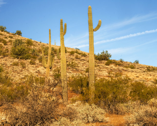 仙人掌日出时图片下载