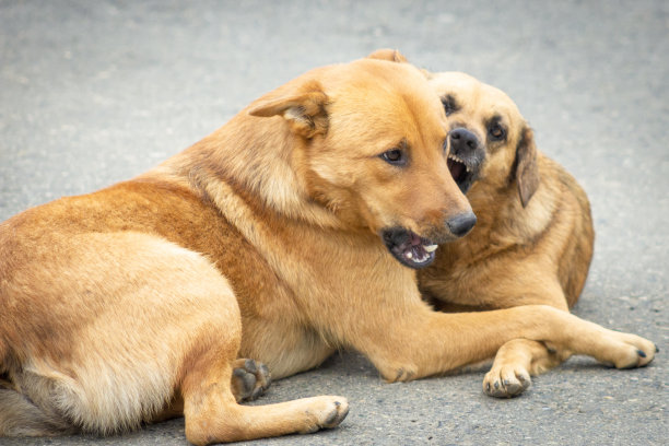 狗在街上打架图片下载