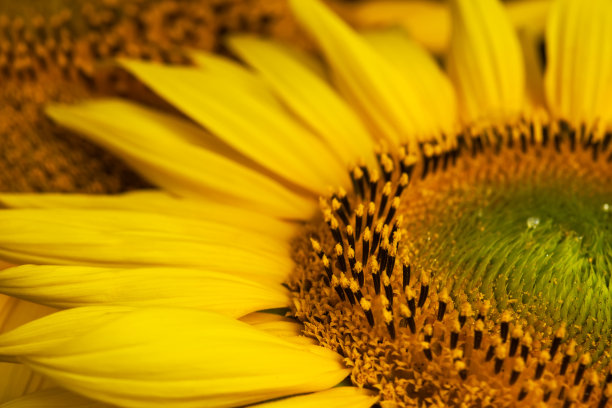 向日葵盛开的头部特写，花蕊的纹理图片下载