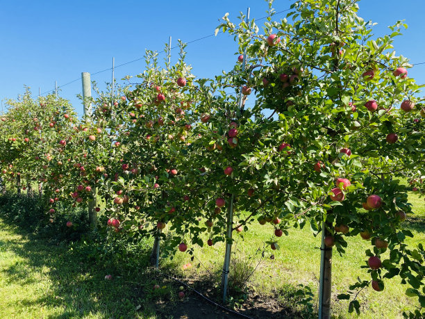 果园里的一排苹果树。图片下载