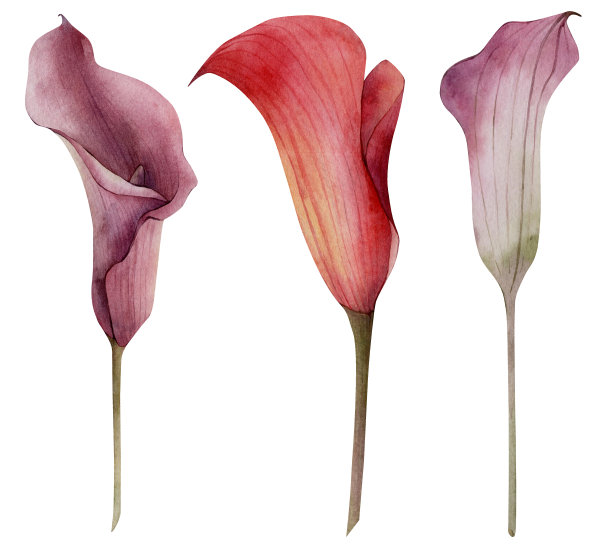 手绘水彩画秋天马蹄莲花孤立在白色背景。秋天的花朵元素完美的婚礼请柬，问候感恩节卡片，其他设计图片下载