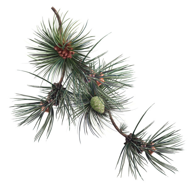 松树树枝上有松果，圣诞树插画图片下载
