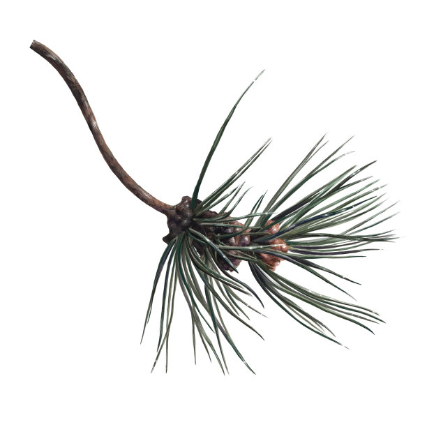 带球果的松芽树，植物学插图图片下载