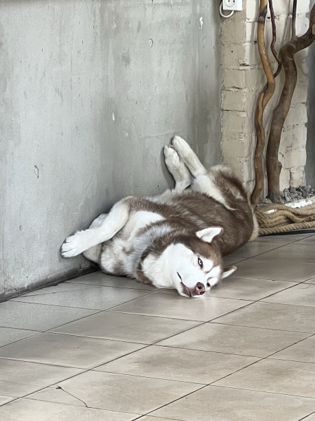 哈士奇睡在地板上图片下载