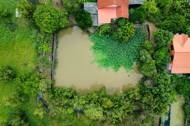 荷叶在池塘的高角度视图图片下载