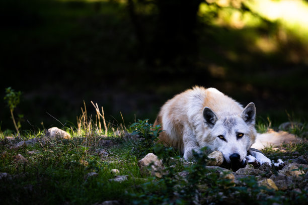 森林里的黑狼或森林狼的肖像图片下载