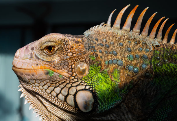 蜥蜴，动物，绿色蜥蜴与模糊的背景图片下载