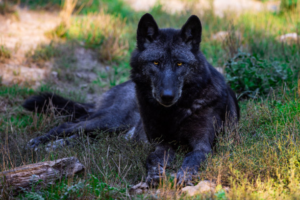 森林里的黑狼或森林狼的肖像图片下载