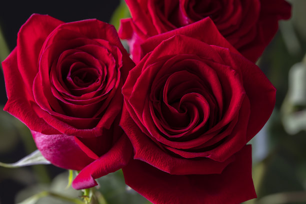 黑色背景上的一束红玫瑰。垂直花背景的照片壁纸，屏幕保护程序，横幅。这张照片的软焦点清晰度不高。图片下载