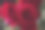 黑色背景上的一束红玫瑰。垂直花背景的照片壁纸，屏幕保护程序，横幅。这张照片的软焦点清晰度不高。图片下载