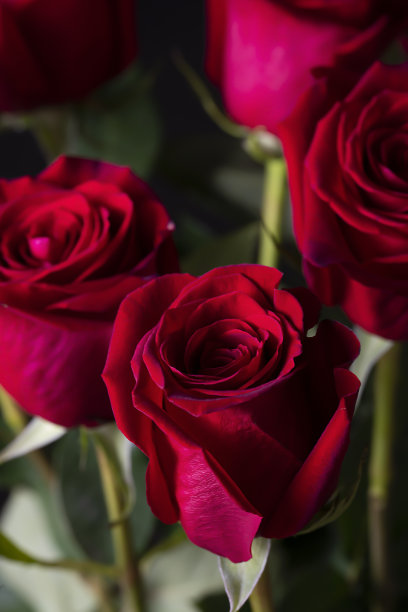 黑色背景上的一束红玫瑰。垂直花背景的照片壁纸，屏幕保护程序，横幅。这张照片的软焦点清晰度不高。图片下载