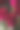 黑色背景上的一束红玫瑰。垂直花背景的照片壁纸，屏幕保护程序，横幅。这张照片的软焦点清晰度不高。图片下载