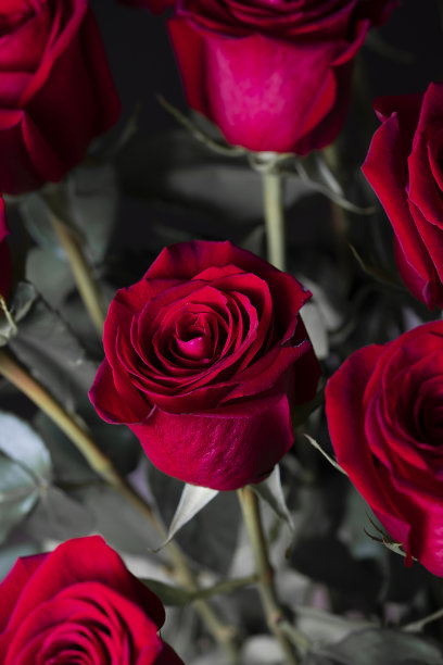黑色背景上的一束红玫瑰。垂直花背景的照片壁纸，屏幕保护程序，横幅。这张照片的软焦点清晰度不高。图片下载