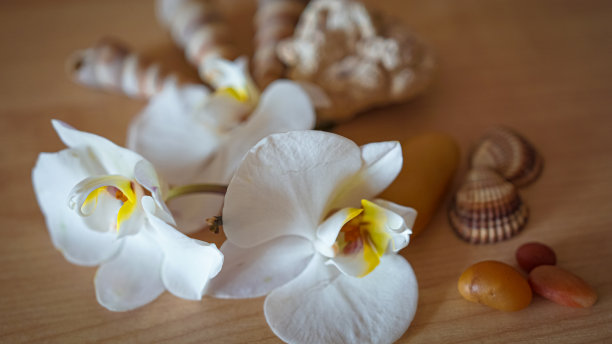 棕色背景上的大型白色兰花图片下载