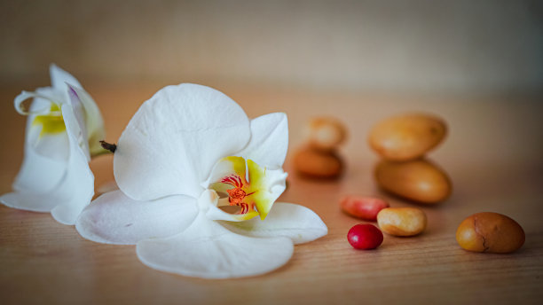 棕色背景上的大型白色兰花图片下载