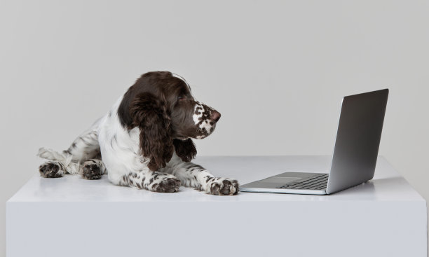 纯种英国施普林格西班牙猎犬的画像躺着，在笔记本电脑孤立的灰色背景中寻找图片下载