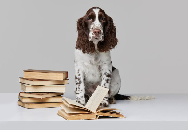 纯种英国施普林格西班牙猎犬的肖像坐在书孤立的灰色背景图片下载