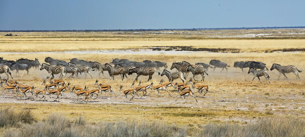 动物们在干旱的非洲大草原上奔跑图片下载