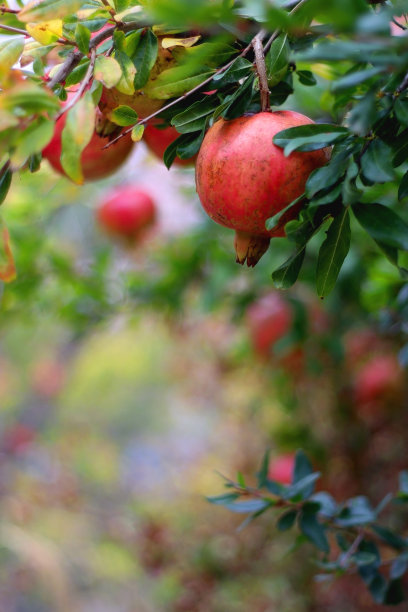 石榴树图片下载