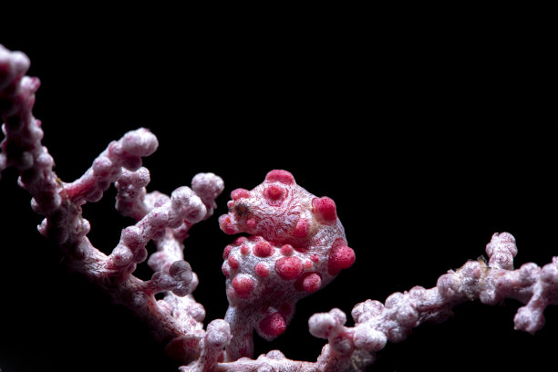 海马体Bargibanti图片下载