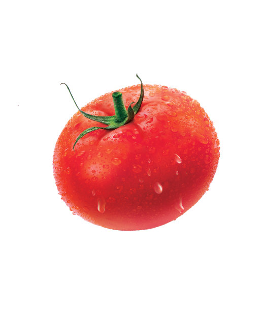 番茄插图，孤立在白色背景图片下载