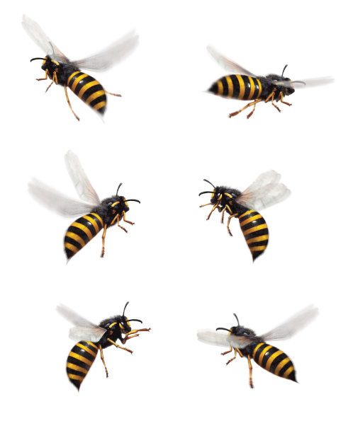 蜜蜂插图、卡通图片下载