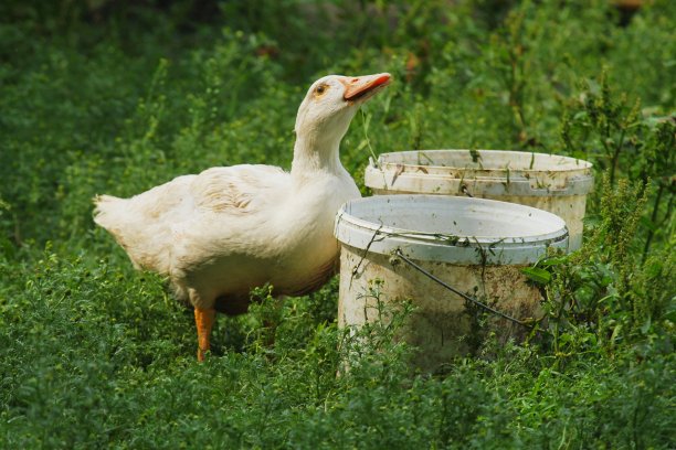 年轻的鹅图片下载