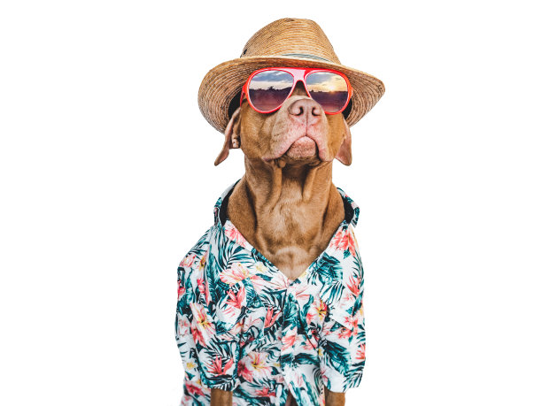 可爱，漂亮的棕色小狗，穿着夏威夷衬衫图片下载