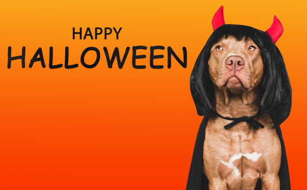 迷人可爱的棕色狗，奇装异服和魔鬼角图片下载