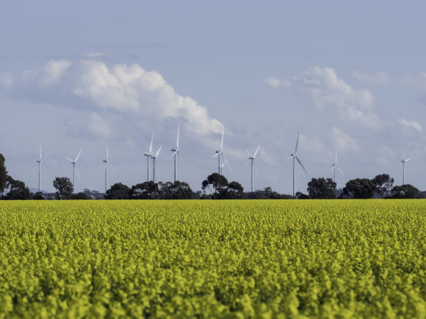 油菜花田里的风力涡轮机图片下载