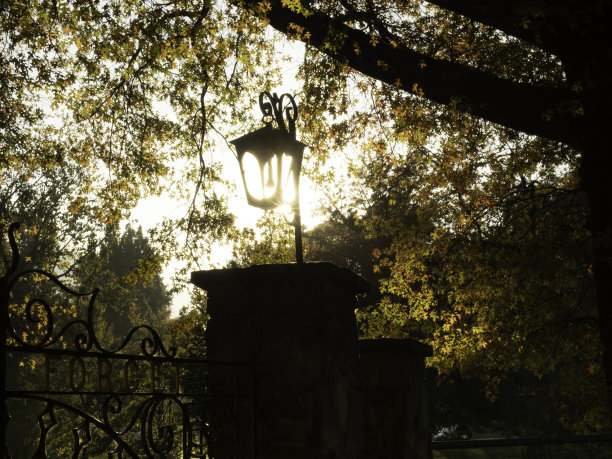 阳光透过秋天的树木图片下载