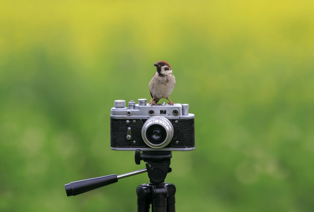 一只麻雀正坐在春天的花园里，坐在一台复古相机上图片下载