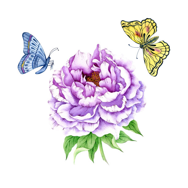 水彩紫牡丹孤立在白色。水彩画很围牡丹花。手绘美丽的牡丹剪纸。图片下载