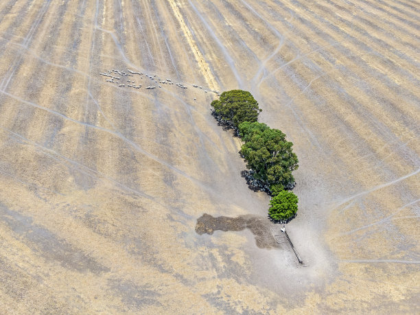 鸟瞰图俯瞰羊群离开阴凉的树木在一个大的干燥围场在夏天图片下载
