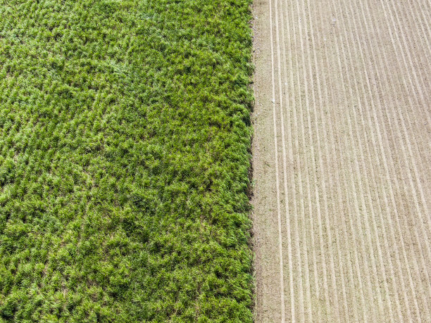 鸟瞰图，俯瞰热带北昆士兰的绿色成熟甘蔗，收割正在进行中图片下载