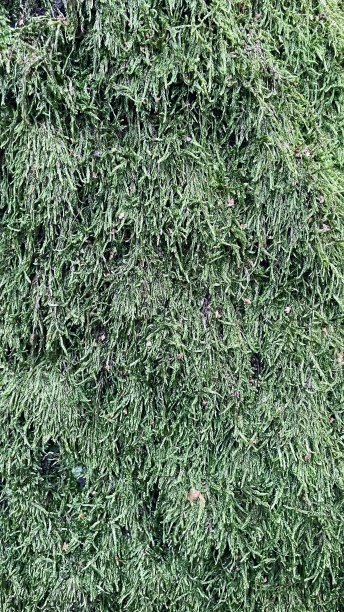 老树皮有苔藓的纹理图片下载