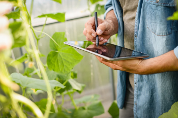 成熟的成年农民在温室里收割黄瓜(使用数码平板电脑)图片下载