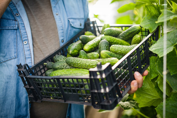 一个成熟的成年农民在温室里收割黄瓜图片下载