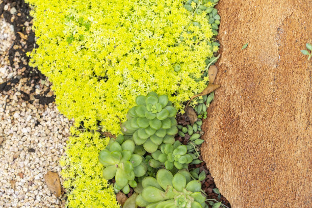 微型多汁植物图片下载
