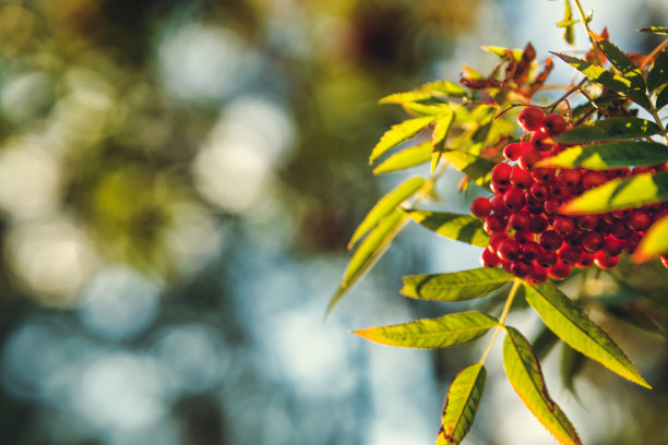 秋天树枝上的rowan浆果。图片下载