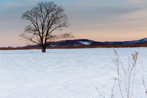 黄昏时分，北海道的日本榆树带着雪图片下载